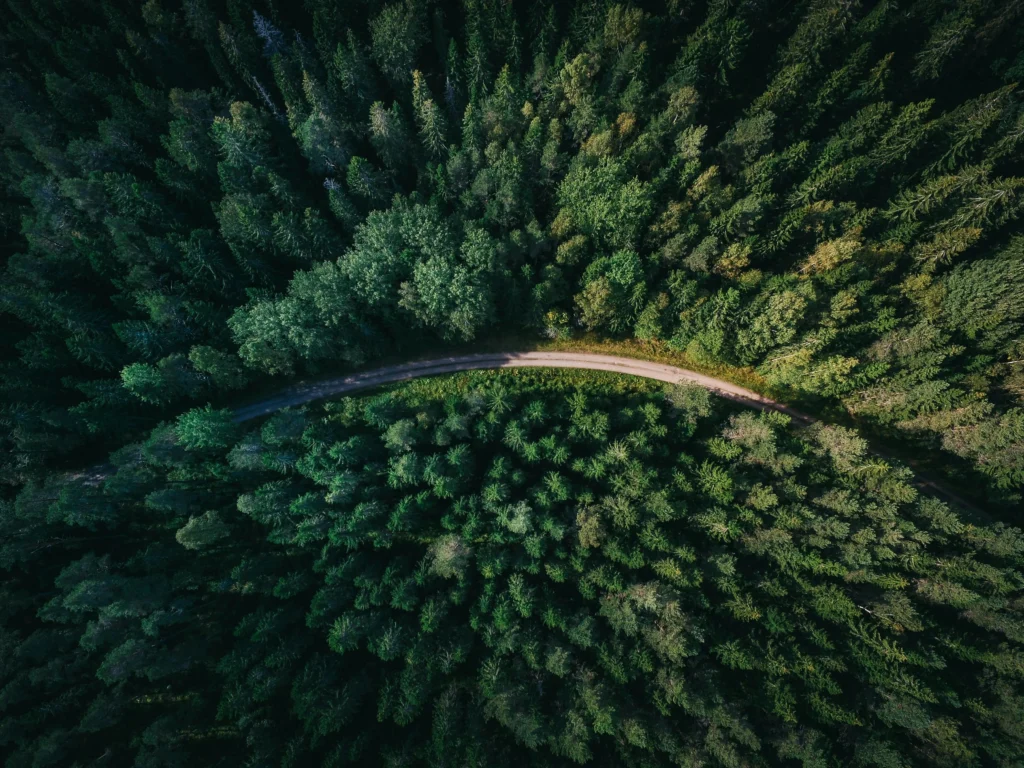 Naturbestattungen im Wandel der Zeit
